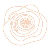 Peach rose with white background
