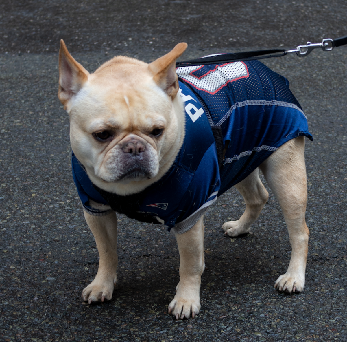 Dog in Patriot's jersey out for a walk