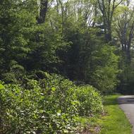 Image for a photo of the franklin park pathways in roxbury