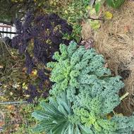 Different kale about to be harvested