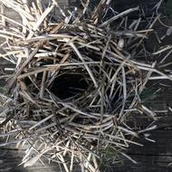 Birds Nest