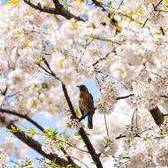 A bird in a tree at the Public Garden