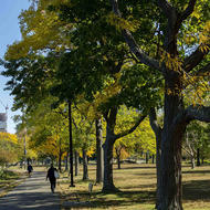 Trees in the City of Boston