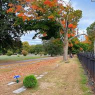 Mount Hope Cemetery Boston