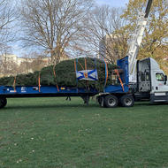 Boston Common tree