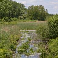 Wetlands Photo