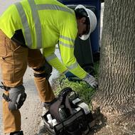 A worker is shown to be injecting an ash tree with treatment against EAB.