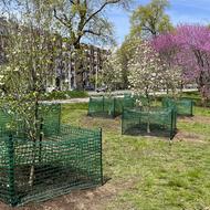 A view of the newly planted trees