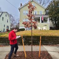 An arborist takes notes on a young tree.