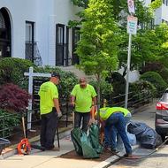 A tree crew works to plant a tree on a Boston street.